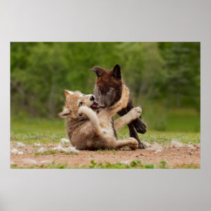 Gray Wolf Pups Wrestling Poster