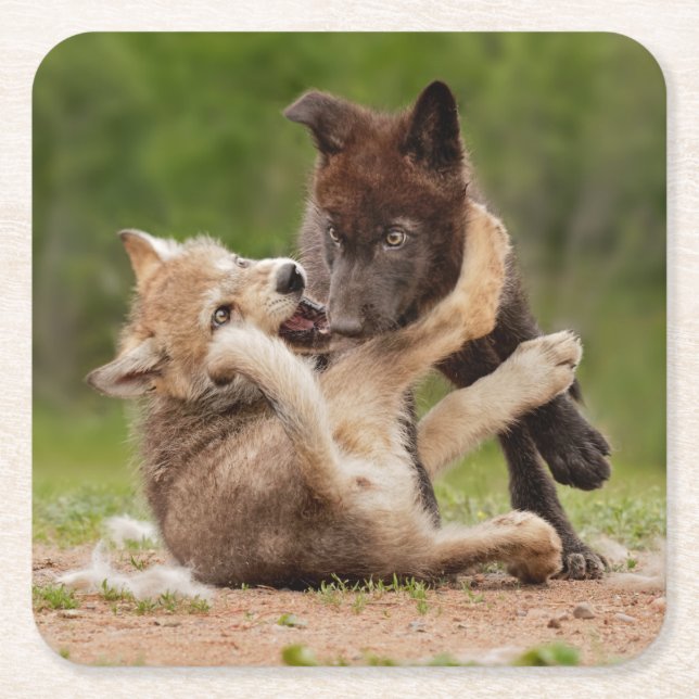 Gray Wolf Pups Wrestling Square Paper Coaster (Front)