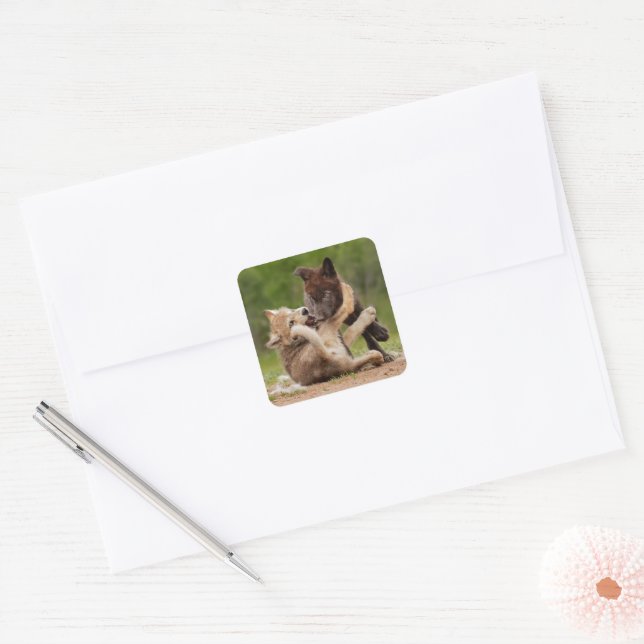 Gray Wolf Pups Wrestling Square Sticker (Envelope)