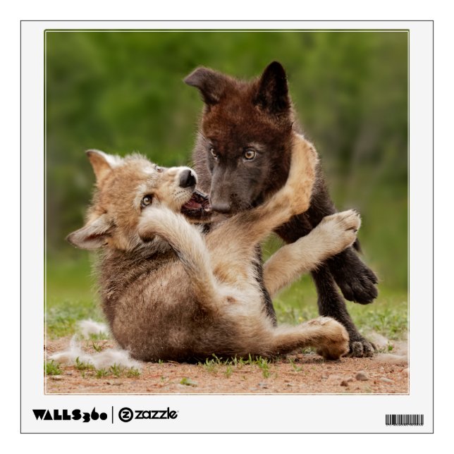 Gray Wolf Pups Wrestling Wall Decal (Front)