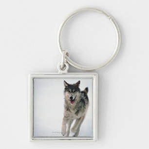 Gray wolf running keychain