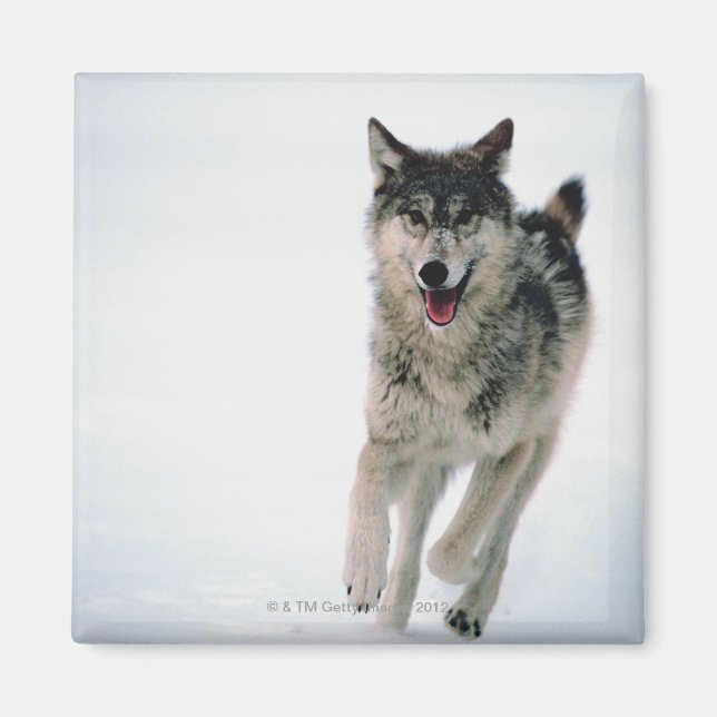 Gray wolf running magnet (Front)