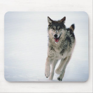Gray wolf running mouse pad