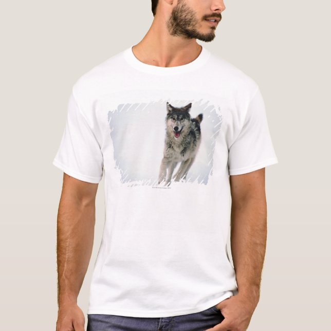 Gray wolf running T-Shirt (Front)