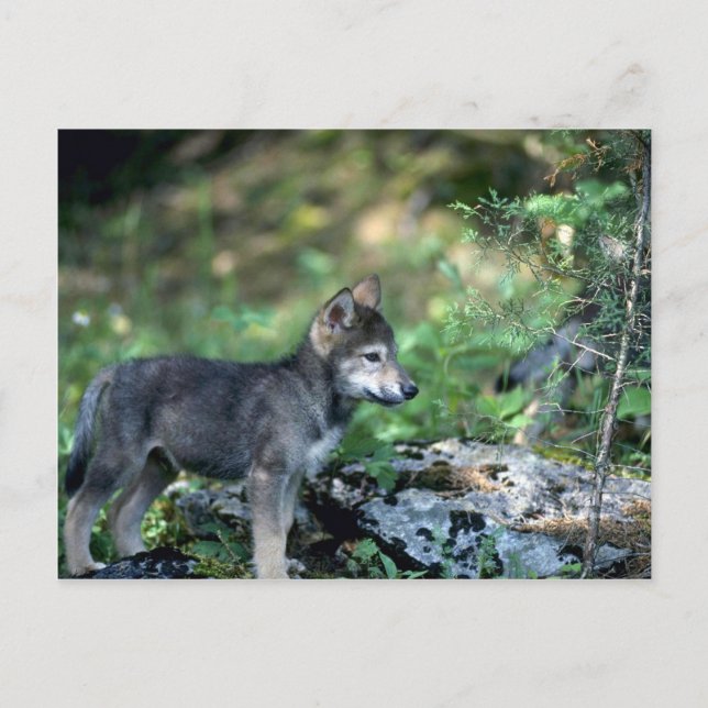 Gray Wolf-small pup in green woods Postcard (Front)