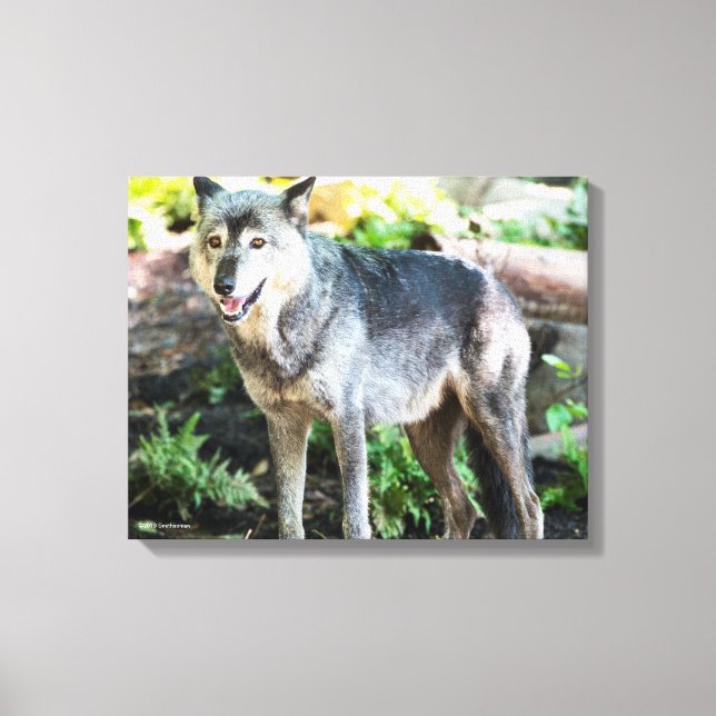 Gray Wolf Standing Alone Canvas Print (Front)