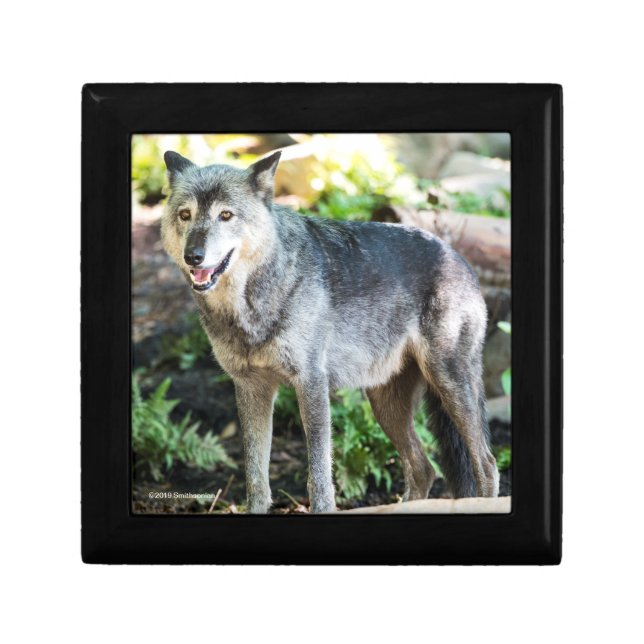 Gray Wolf Standing Alone Gift Box (Front)