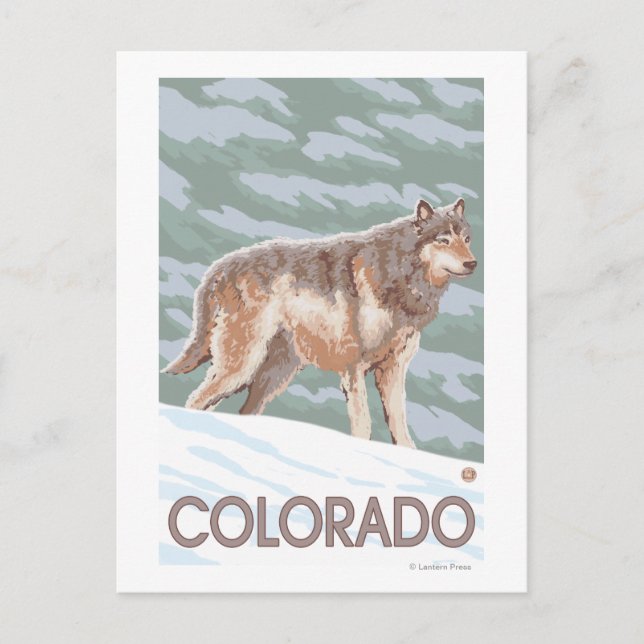 Gray Wolf StandingColorado Postcard (Front)