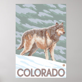 Gray Wolf StandingColorado Poster