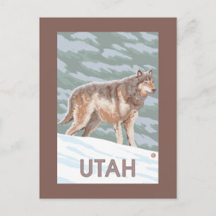 Gray Wolf StandingUtah Postcard
