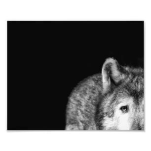 Gray Wolf Stare - Black and White Photo Print