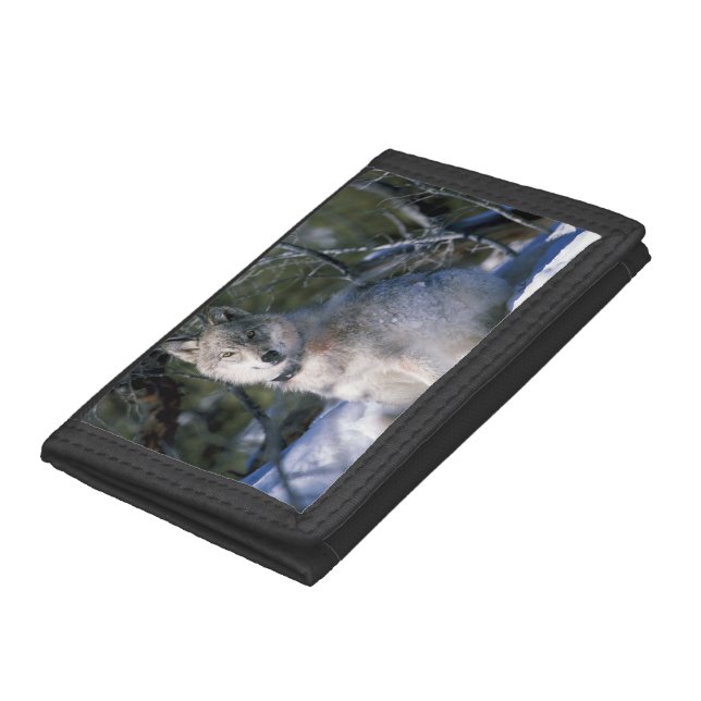 Gray Wolf - Timber Wolf - Covered in Snow Tri-fold Wallet (Bottom)