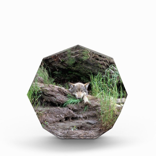 Gray Wolf - Timber Wolf - Cub in Den Award (Front)