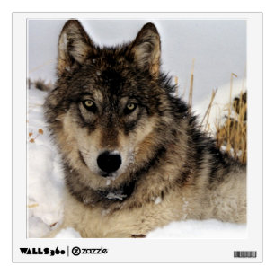 Gray Wolf - Timber Wolf - In the Snow Wall Sticker