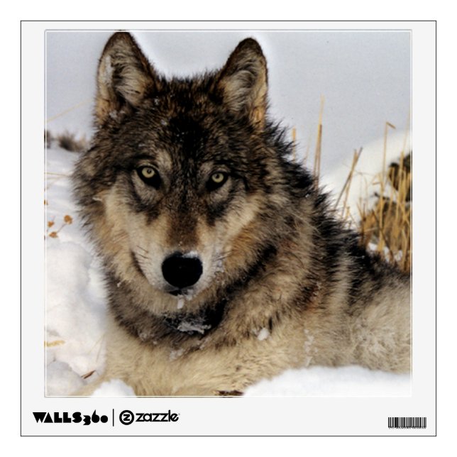 Gray Wolf - Timber Wolf - In the Snow Wall Sticker (Front)