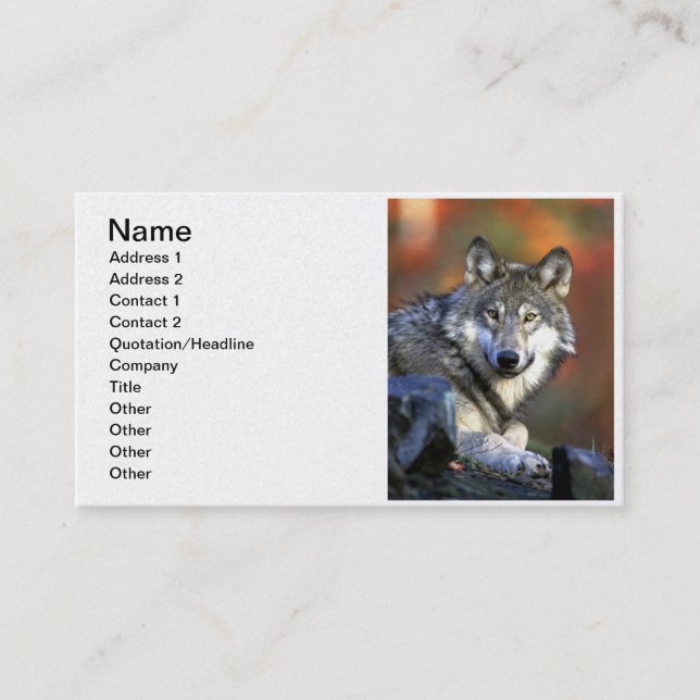 Gray Wolf - Timber Wolf - Red Wolf Series Business Card (Front)
