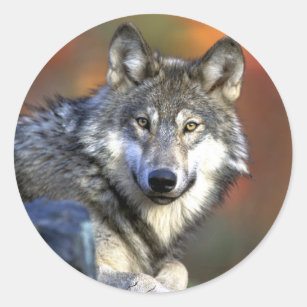 Gray Wolf - Timber Wolf - Red Wolf Series Classic Round Sticker