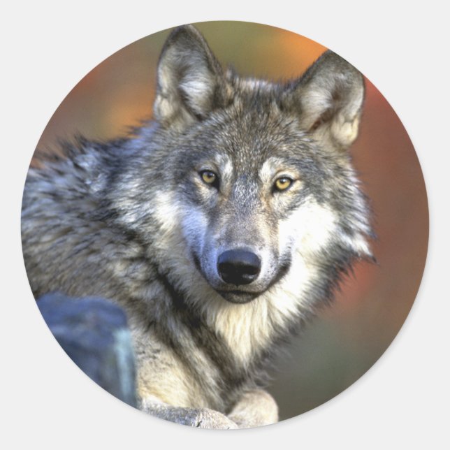 Gray Wolf - Timber Wolf - Red Wolf Series Classic Round Sticker (Front)
