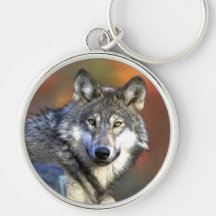 Gray Wolf - Timber Wolf - Red Wolf Series