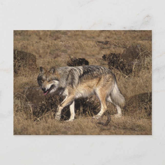Gray Wolf - Timber Wolf - Red Wolf Series Postcard (Front)