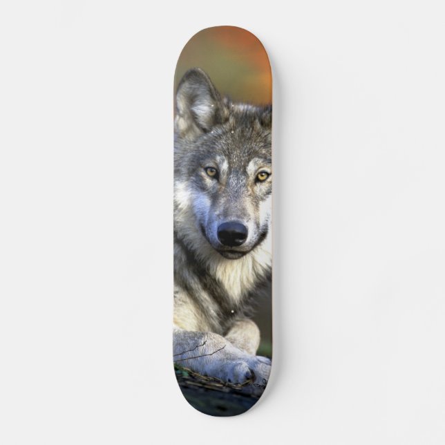 Gray Wolf - Timber Wolf - Red Wolf Series Skateboard Deck (Front)