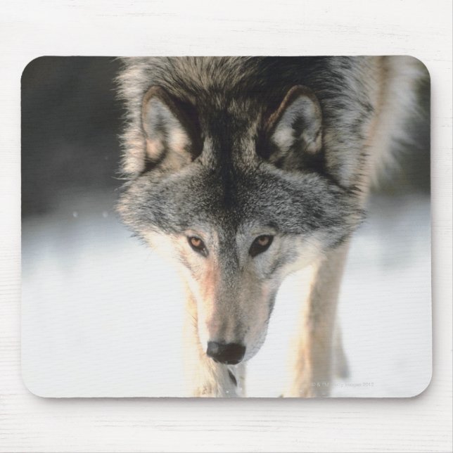 Gray wolf walking mouse pad (Front)
