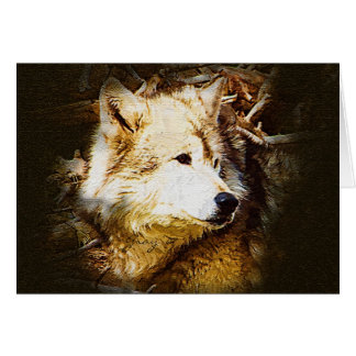 Gray Wolf Watching Cards