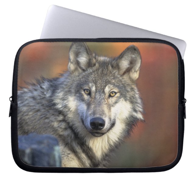 Gray Wolf Wildlife Lovers Laptop Sleeve (Front)