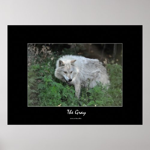 Gray Wolf Wildlife_supporter Photo Portrait Poster