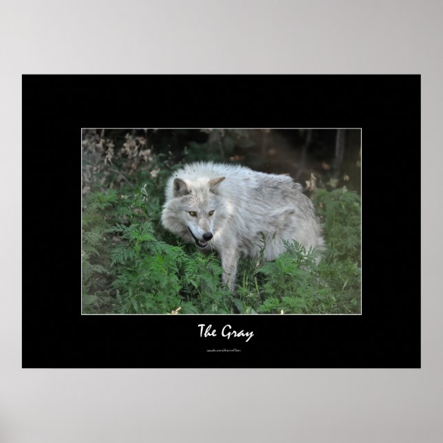 Gray Wolf Wildlife-supporter Photo Portrait Poster (Front)