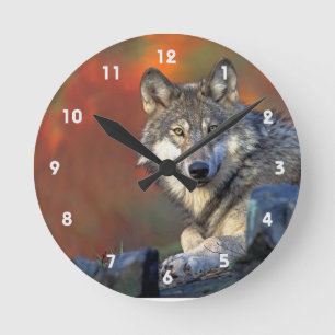 Gray Wolf With Fall Colors Round Clock