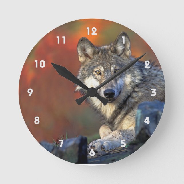 Gray Wolf With Fall Colors Round Clock (Front)