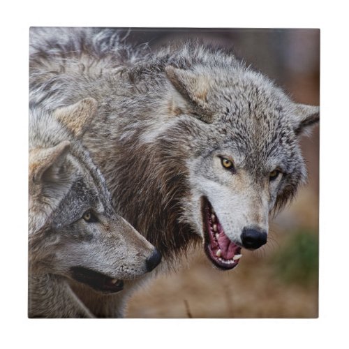 Gray Wolves  Ceramic Tile