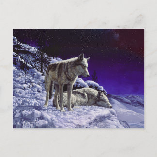 Gray Wolves in Winter Snow at Night Postcard