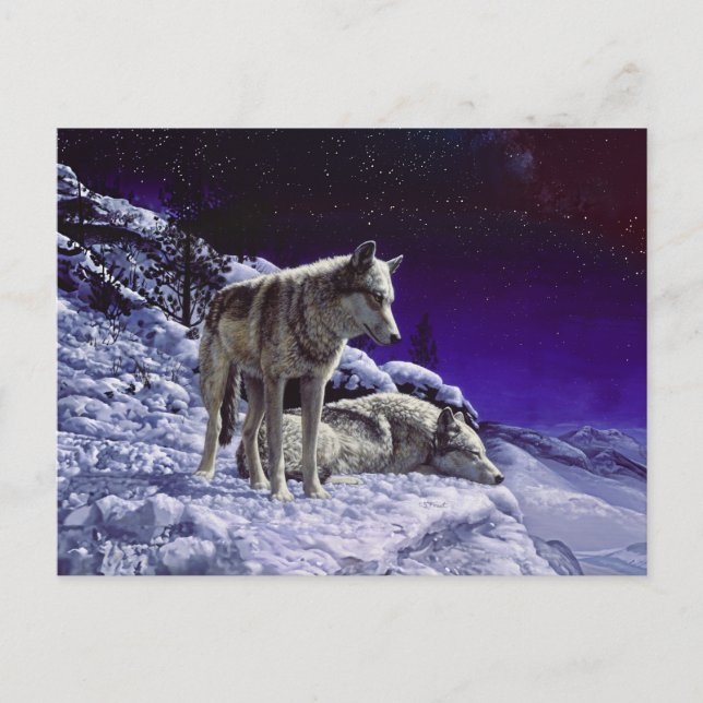 Gray Wolves in Winter Snow at Night Postcard (Front)
