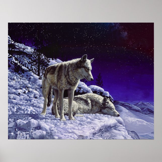 Gray Wolves in Winter Snow at Night Poster (Front)