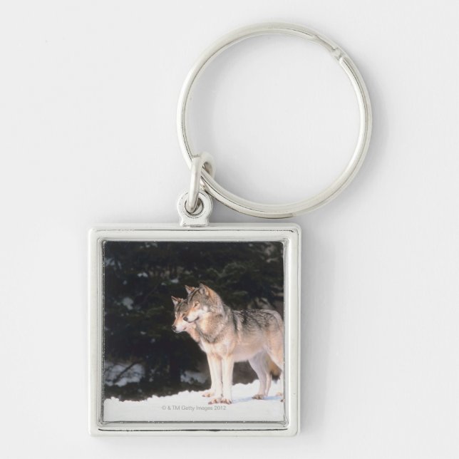 Gray wolves keychain (Front)