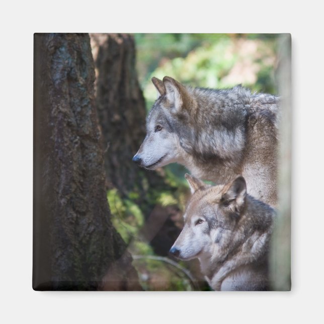 Gray wolves magnet (Front)