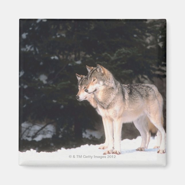 Gray wolves magnet (Front)