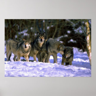 Wolf Pack Posters, Wolf Pack Prints, Art Prints, Poster Designs