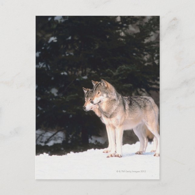 Gray wolves postcard (Front)