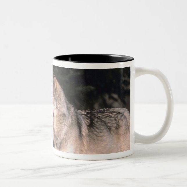 Gray wolves Two-Tone coffee mug (Right)