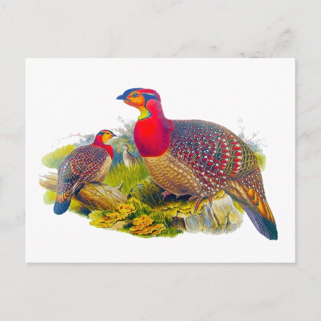 Grayed-bellied Tragopan Postcard (Front)