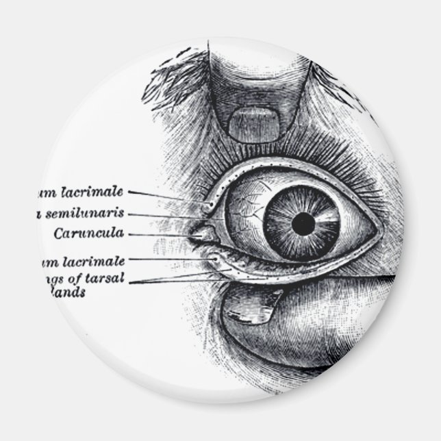Gray's Anatomy — eyeball Magnet (Front)