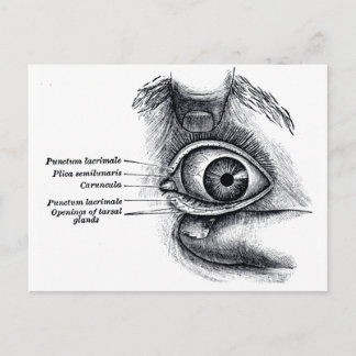 Gray's Anatomy — eyeball Postcard