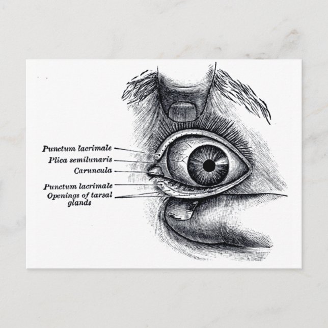 Gray's Anatomy — eyeball Postcard (Front)