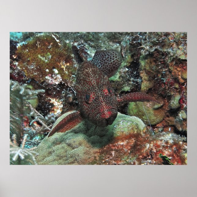 Graysby Portrait Poster (Front)