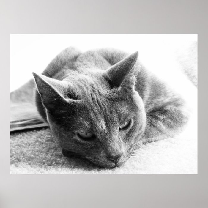 Grayscale Cat Print