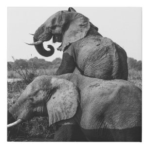 GRAYSCALE PHOTO OF TWO ELEPHANTS ON BODY OF WATER FAUX CANVAS PRINT