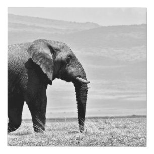 GRAYSCALE PHOTOGRAPHY OF ELEPHANT FAUX CANVAS PRINT